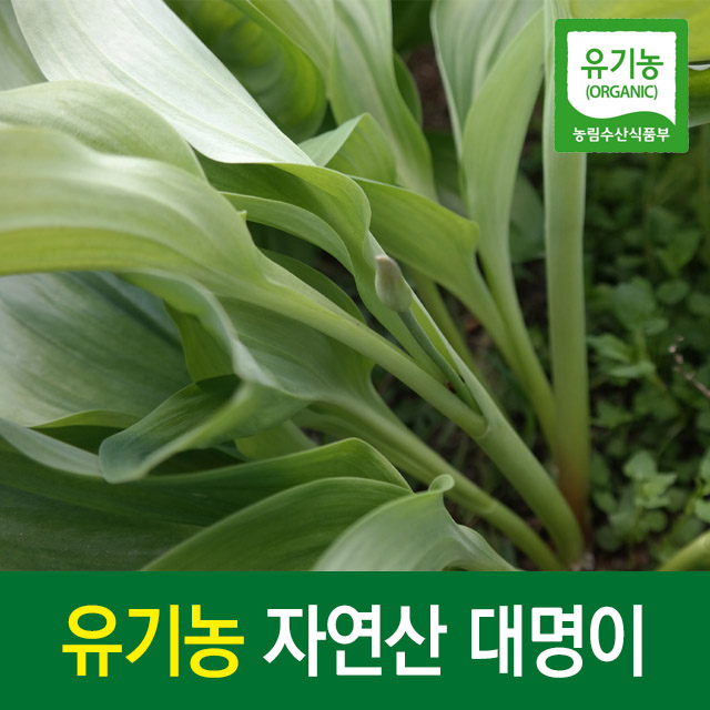 최근 많이 팔린 유기농 산마늘 잎 생명이나물 명의나물 자연산명이나물, 2) 대명이 2kg 좋아요 최근 많이 팔린 유기농 산마늘 잎 생명이나물 명의나물 자연산명이나물, 2) 대명이 2kg 좋아요