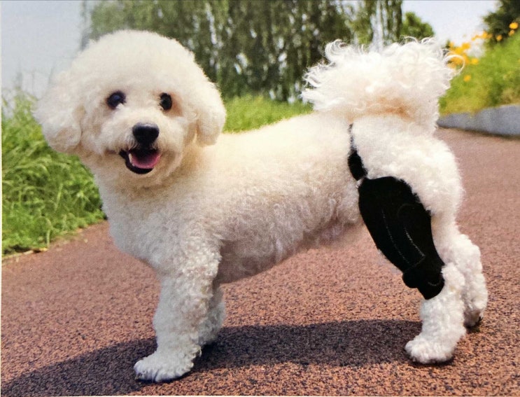강아지 슬개골 보호대 착용법, 김포 24시 동물병원