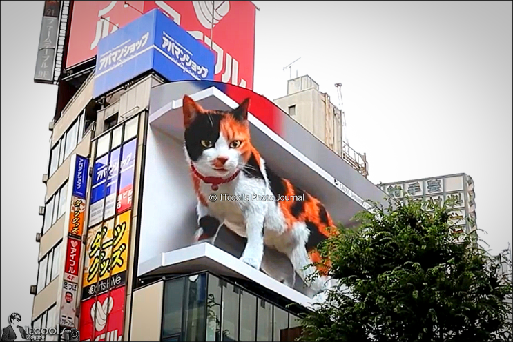 일본 신주쿠 옥외 간판(3D 전광판, 디지털 사이니지)에 거대 고양이 출현