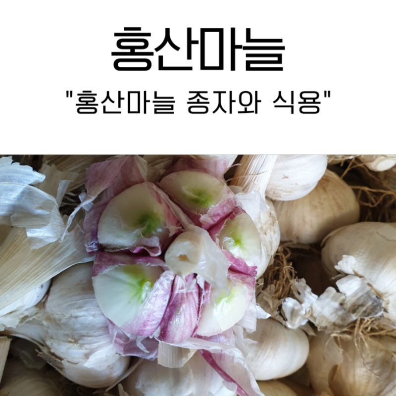 마늘 가격 홍산 롯데마트, 신품종