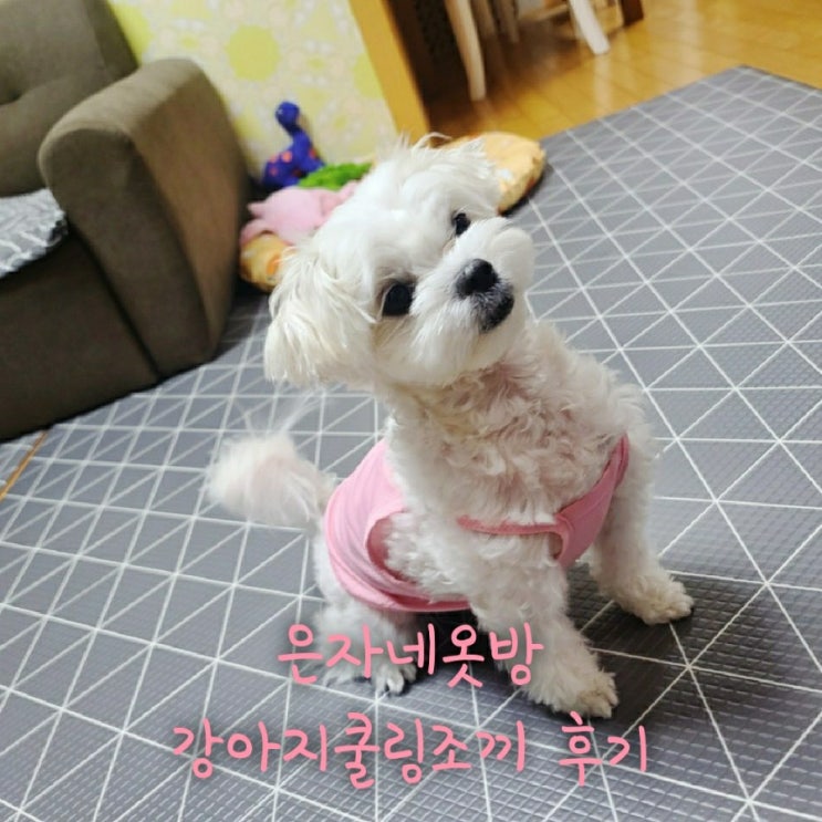  [제품] 은자네옷방 강아지 쿨링조끼 후기 #왕귀욥