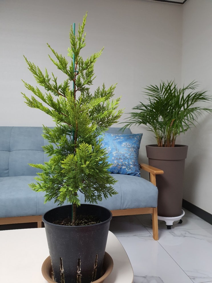 홈가드닝, 율마 보다 빠르게 자라는 속성수 측백나무 골드라이더 키우기 How to Grow Leyland cypress (feat 생명나무농장 카페)