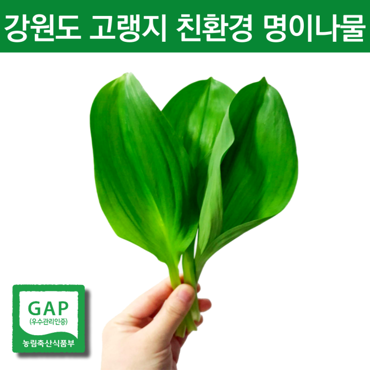 최근 인기있는 친환경 고랭지 자연산명이나물 줄기명이 대명이 잎명이 산마늘잎 산마늘명이나물 홍천명이 나물 봄 4월 제철나물 노지 인제 산명이 야생 영양 봄철 홍천 산나물 생잎 1kg 최근 인기있는 친환경 고랭지 자연산명이나물 줄기명이 대명이 잎명이 산마늘잎 산마늘명이나물 홍천명이 나물 봄 4월 제철나물 노지 인제 산명이 야생 영양 봄철 홍천 산나물 생잎 1kg