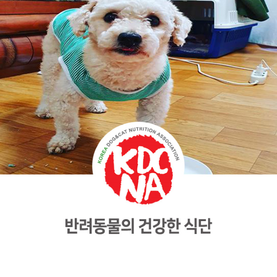  한국반려동물영양협회 광주지회 문정숙 펫영양사가 말하는 건강한 반려동물 식단_825 [여수/순천/광양/목포/김해/아산/펫푸드자격증/강아지자연식/강아지화식]