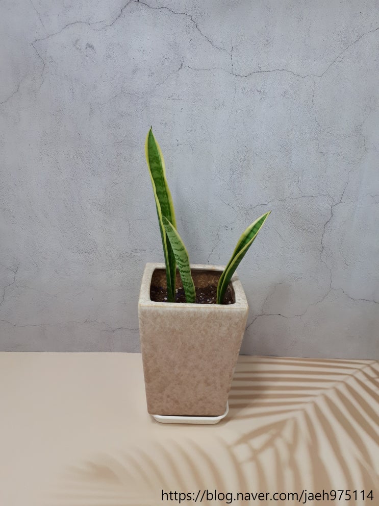  산세베리아 꽃말 알아보기