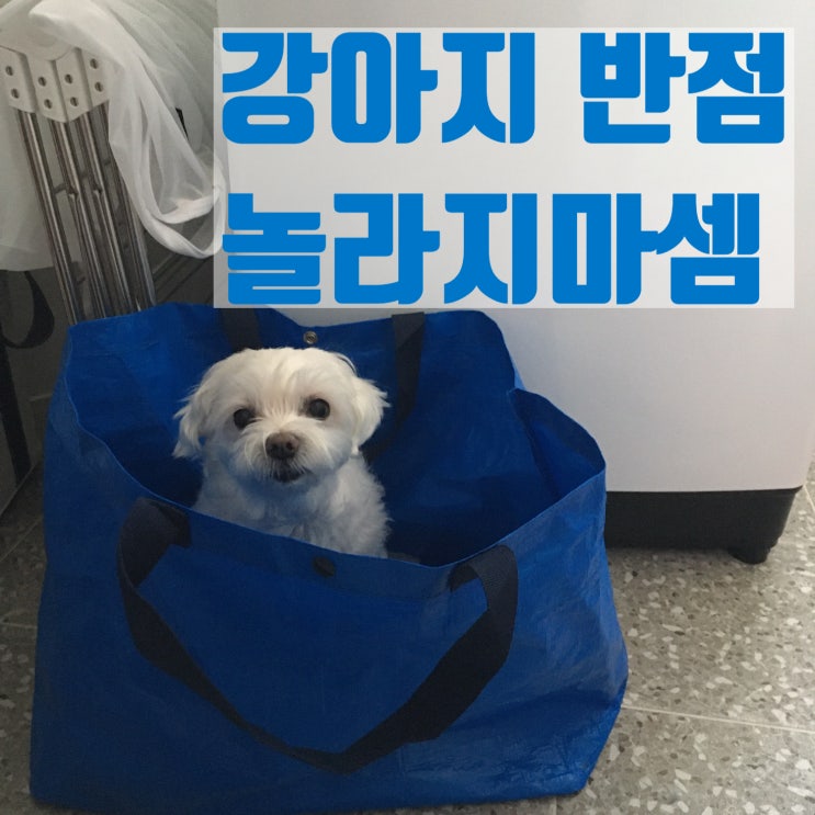 강아지 반점 놀라지 마세요