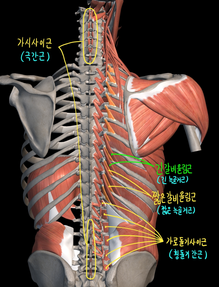  [몸통 근육] 등 근육 (깊은 무리) - 4) 분절등근육