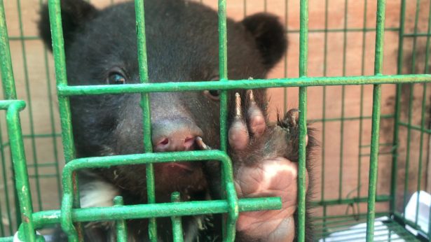  용인 곰 탈출로 본 용인 곰 사육장의 문제점