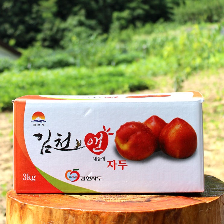  김천자두 농장 대석 후무사 왕자두 직거래 판매