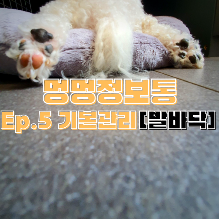  멍멍정보통 강아지 발바닥 발털 관리 신발 24시 우장산동 동물병원