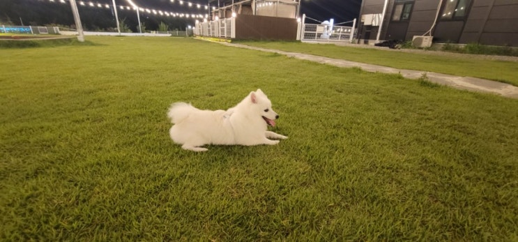  [강아지동반식당] 충북혁신도시 댕고정