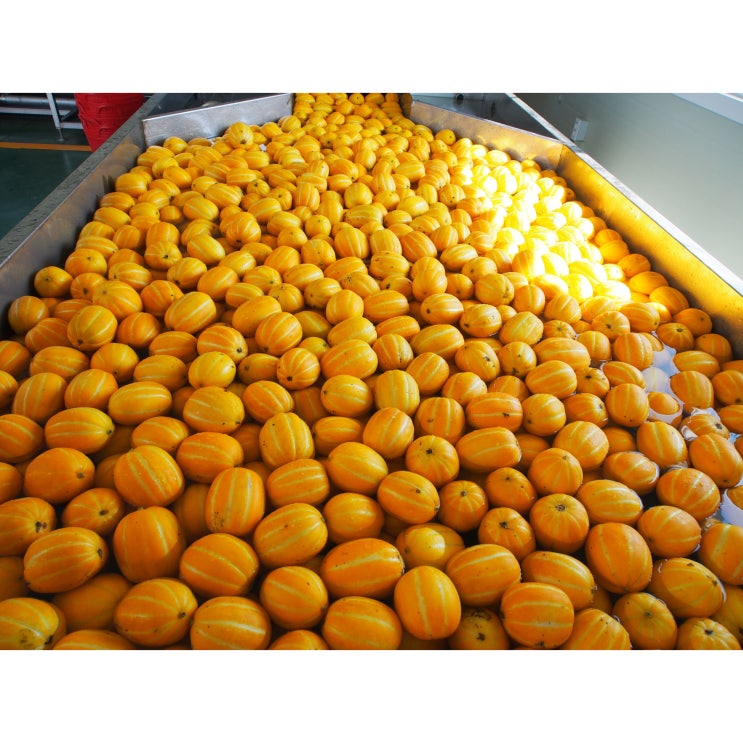 인기 많은 산지직송 꿀 성주 참외 달콤한 1kg 2kg 3kg 4kg 5kg 소과 중과 특과, 9. 참외 대과 5kg 좋아요 인기 많은 산지직송 꿀 성주 참외 달콤한 1kg 2kg 3kg 4kg 5kg 소과 중과 특과, 9. 참외 대과 5kg 좋아요