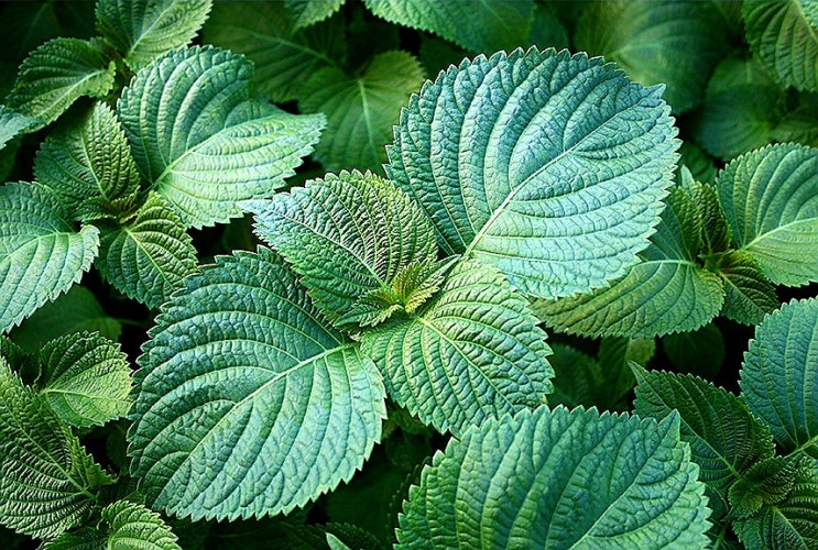  피부 미용에 좋은 깻잎의 효능(식탁위의 명약)