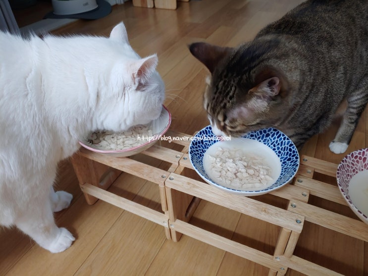  고양이 4남매 일상, 집사표 고양이 수제간식 삶은 닭가슴살 먹었어요^^