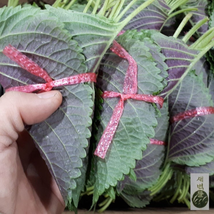 선호도 높은 새벽들 밀양 깻잎 특품(1단 3단 50단(1.5-2kg)), 1봉 ··· 선호도 높은 새벽들 밀양 깻잎 특품(1단 3단 50단(1.5-2kg)), 1봉 ···
