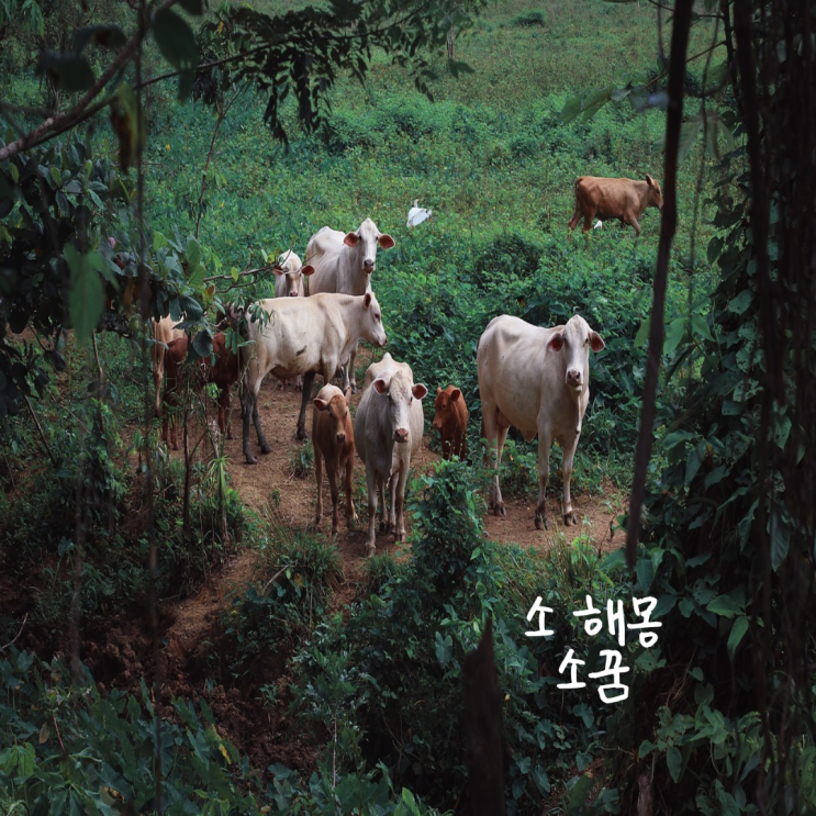  소 꿈 해몽 - 소먹는꿈 황소꿈 황소뿔꿈 집안으로 소꿈