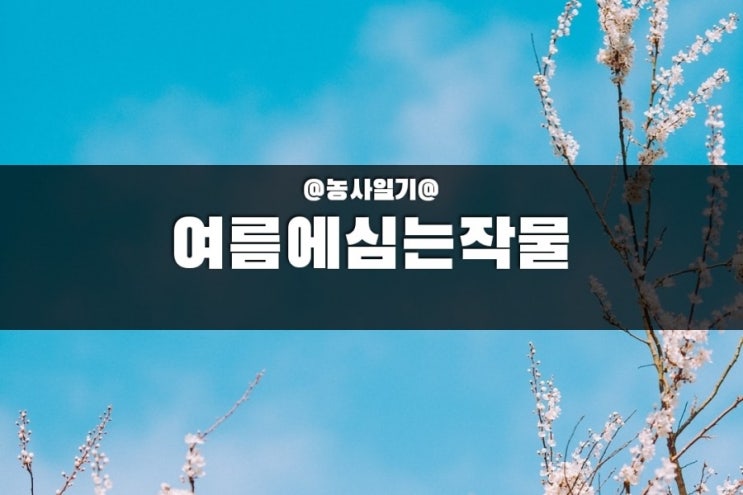  여름에 심는 작물 2021.7.5 이맘때 시골 텃밭 풍경
