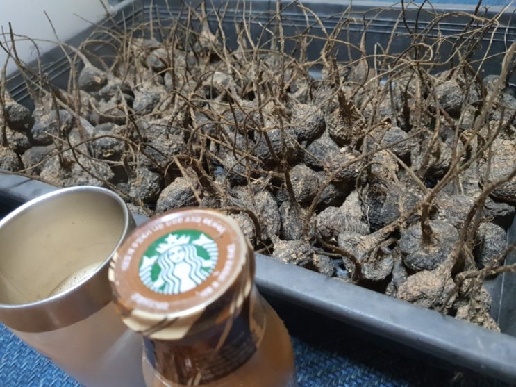 마카가 없다 마카가 없다