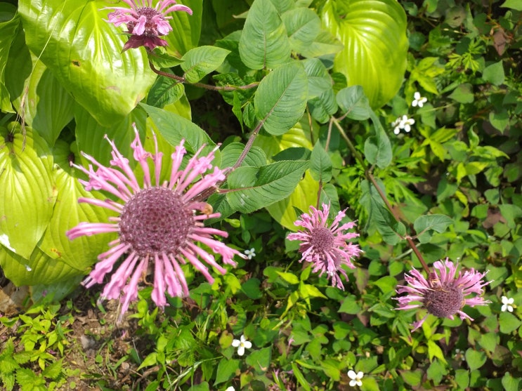  충남 서산 부석사(浮石寺)에 핀 수국과 꽃들