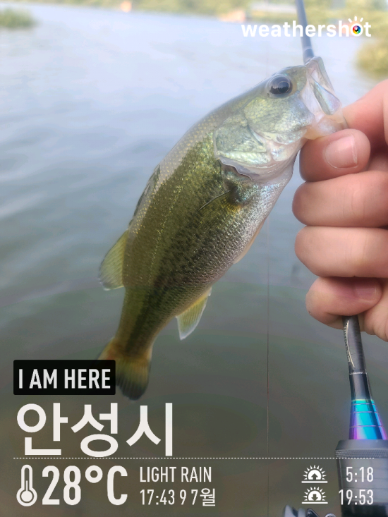  [2021.07.09] 용인 이동저수지(송전지) 배스 루어 낚시 워킹 조행기 (feat. 노싱커)