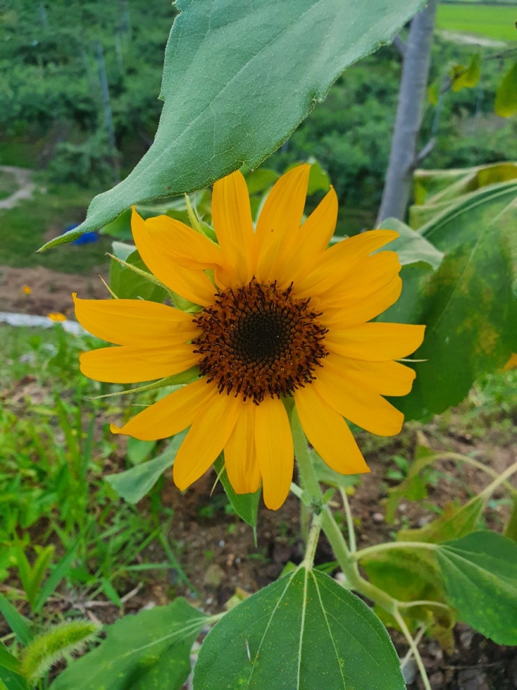  여름철 과수원에 핀 여름 꽃들; 해바라기 꽃말 [세종 조치원 복숭아 과수원 - 고개농원]