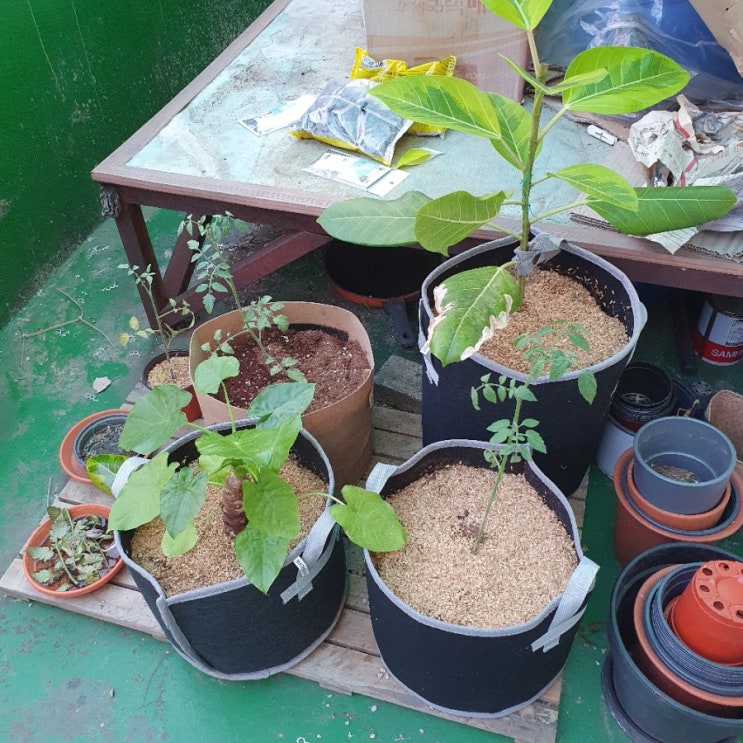  부직포 화분 부자 되는 중