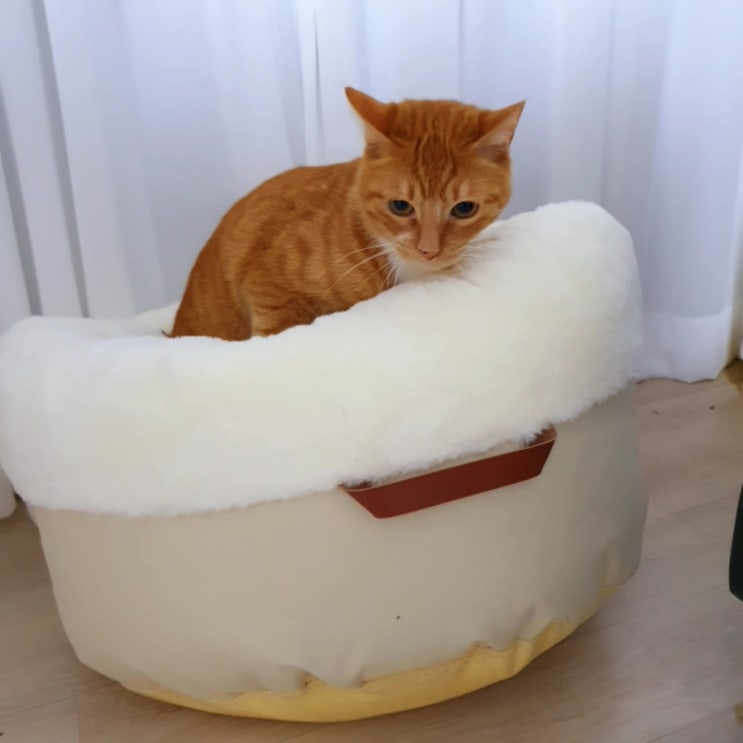  고양이 쿠션 (옥희독희 퐁당쿠션)