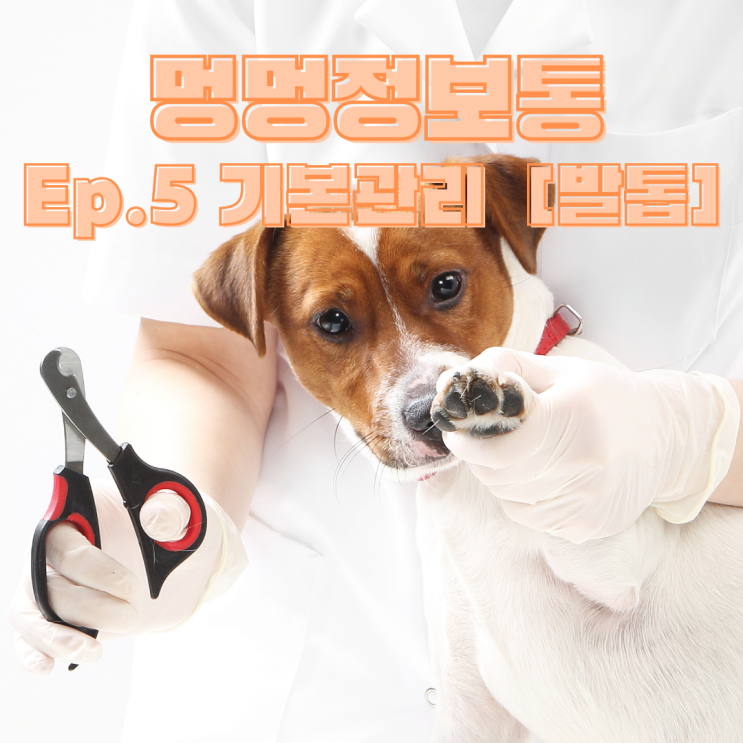  강아지 발톱 자르는법, 귤현동 24시 동물병원