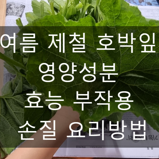  호박잎 영양성분 효능 부작용 손질 요리방법