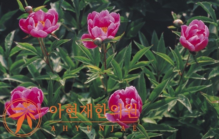 목단피 효능, 주의사항, 먹는법까지 총정리해봤어요 : 네이버 블로그
