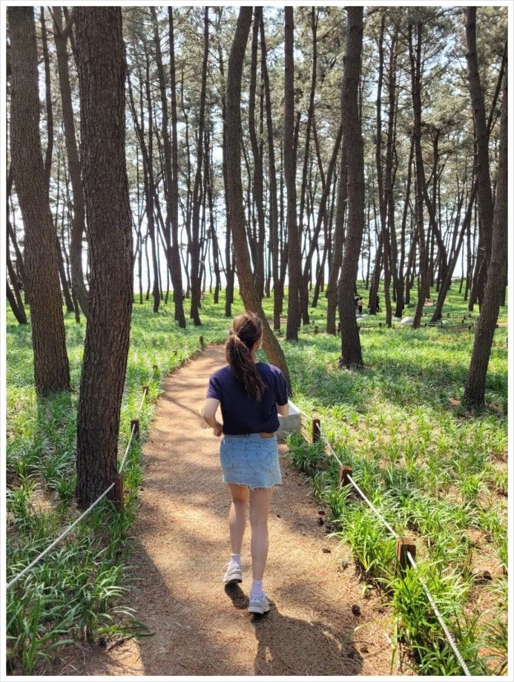 군산여행코스 서천가볼만한곳 장항송림산림욕장 장항솔숲은 맥문동보러 여름에 꼭 가세요