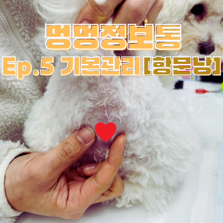  강아지 항문낭 짜기 멍멍정보통, 염창동 동물병원