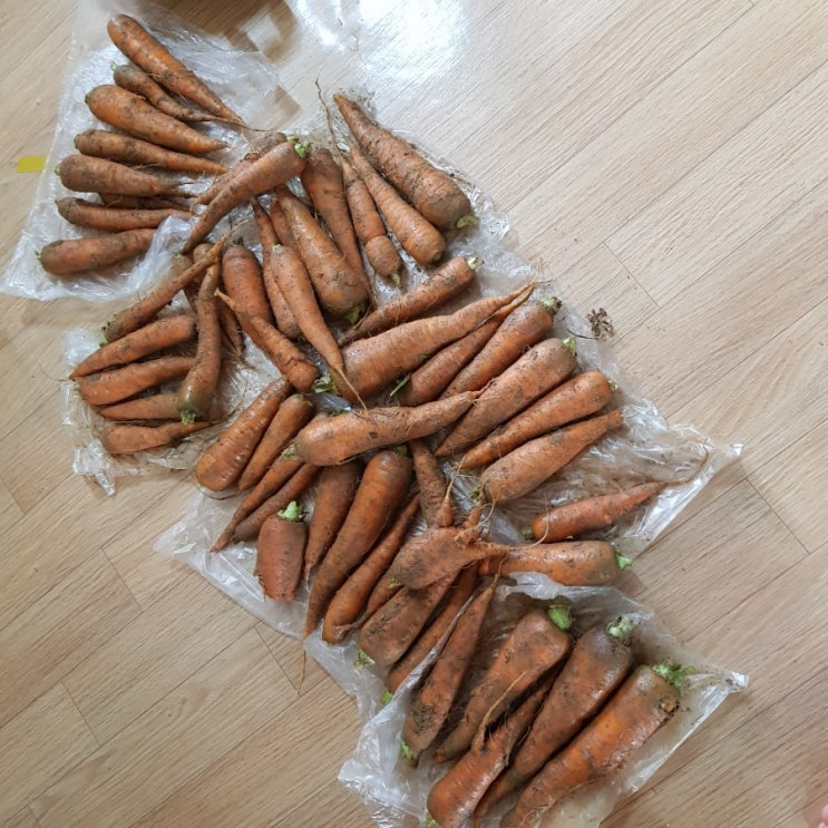  주말농장 당근 부자 되었어요^^(7. 8)
