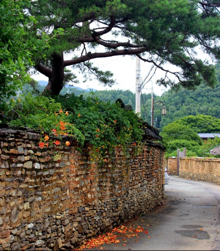  경남 고성 학동마을 옛담장 능소화