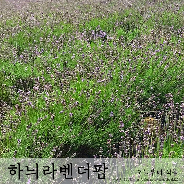 강원도 당일치기 고성 라벤더 마을 하늬라벤더팜 (사진 많음)
