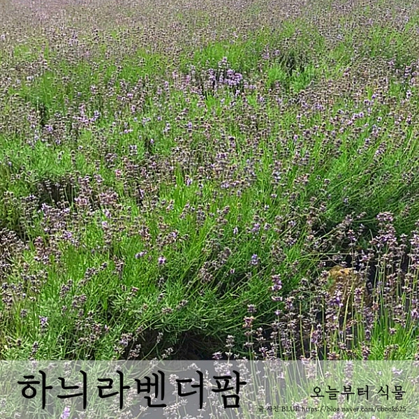  강원도 당일치기 고성 라벤더 마을 하늬라벤더팜 (사진 많음)