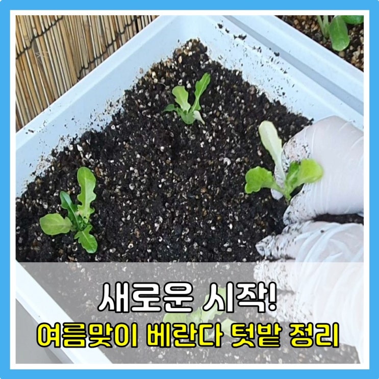  여름맞이 베란다텃밭 정리! (with. 변산육묘장 모종)
