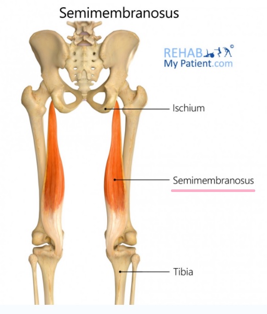  [이수역 필라테스] 뻣뻣한 햄스트링이신가요? 하체(후면)근육 햄스트링(Hamstring)