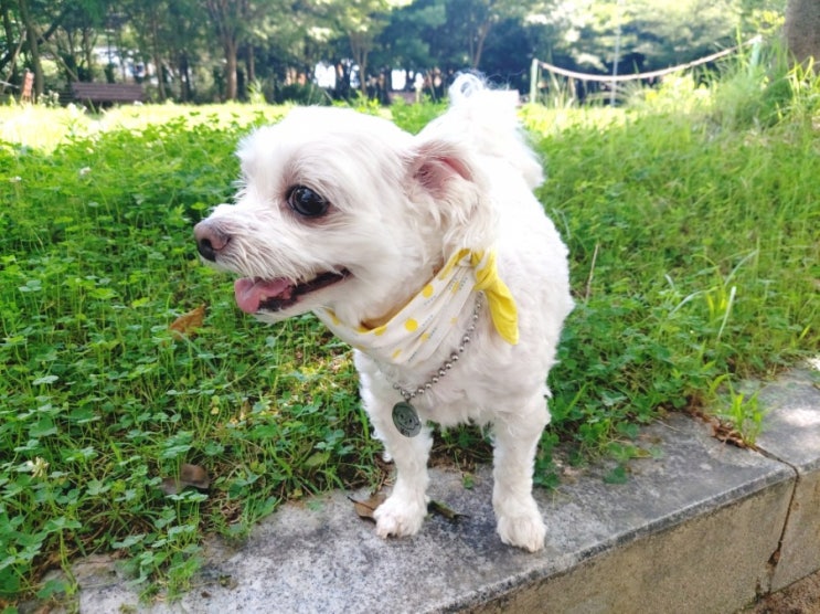 [강아지스카프] 무아유 쿨스카프:: 올 여름 더위타는 강아지 산책 필수템~