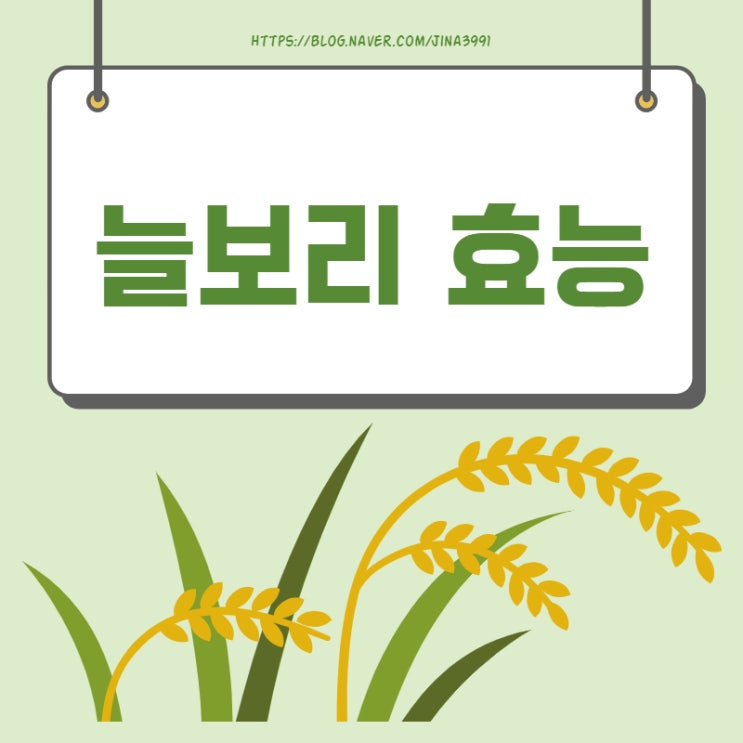  늘보리 효능 제대로 알고 먹자!