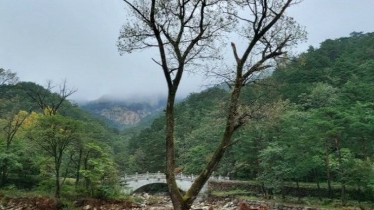 나무 사랑스런 시 조이스 킬머 나무 사랑스런 시 조이스 킬머