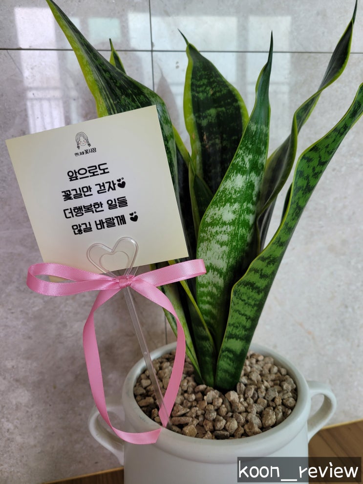  [인천 미추홀구] 언니네꽃시장, 미추홀구꽃집에서 집들이 화분 구입 :)