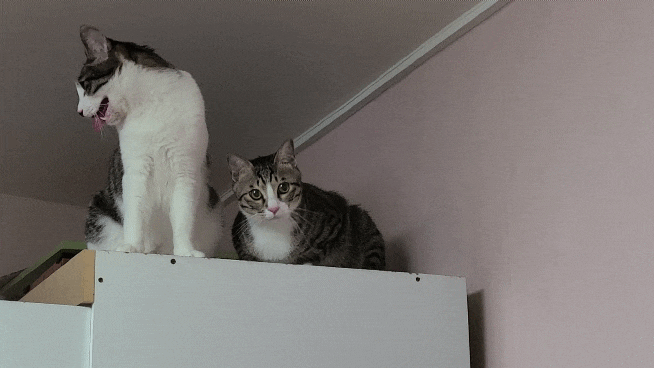  다묘가정 고양이 두마리 예방접종
