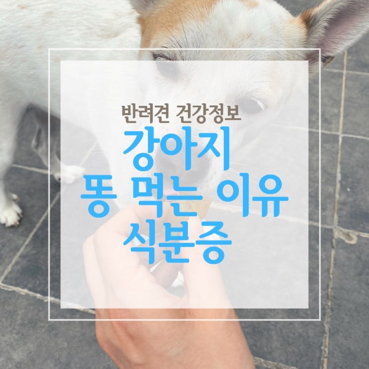  강아지 똥 먹는 이유 식분증 해결 방법