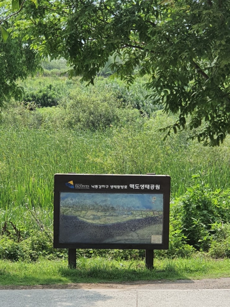  맥도생태공원:연꽃밭