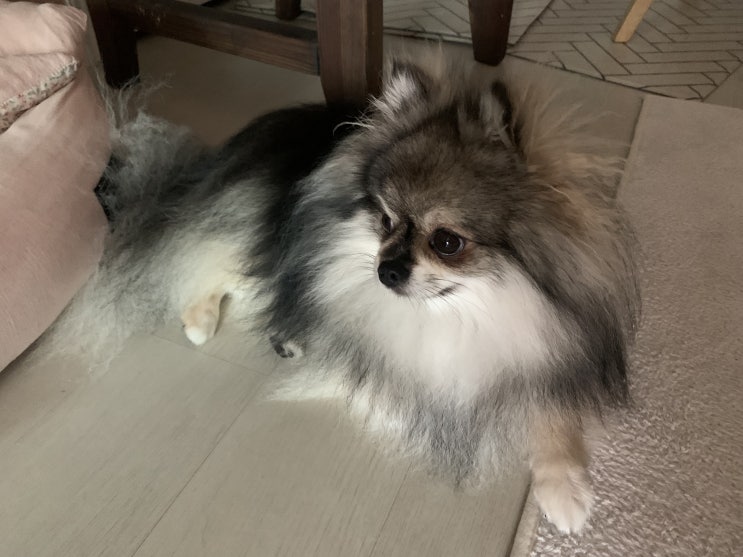  꾸꾸의 어느 토요일 일상