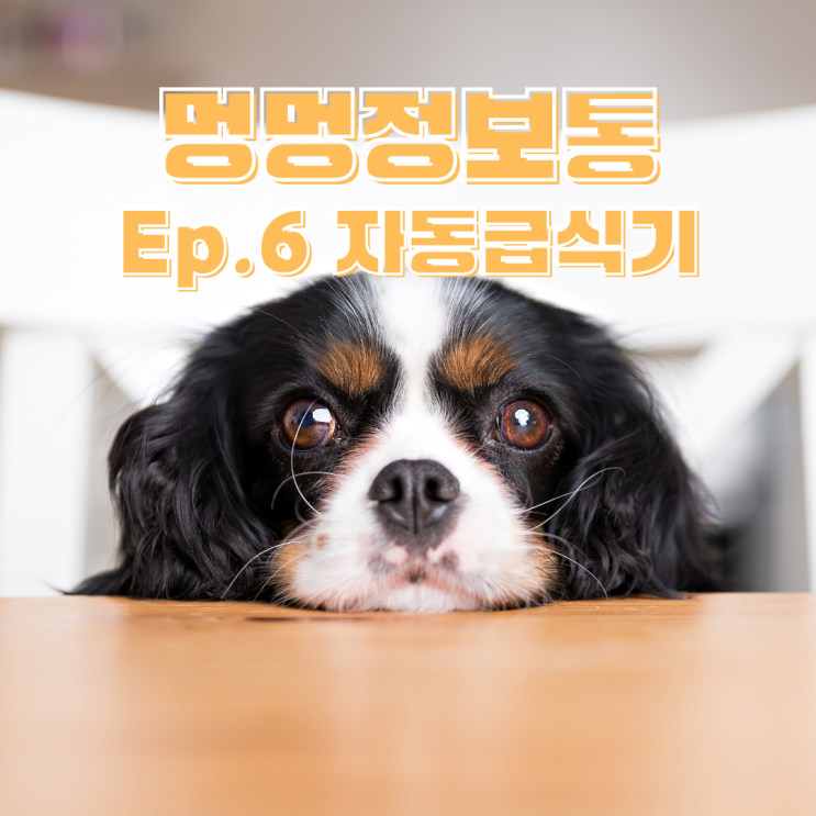  멍멍정보통 강아지 자동급식기 송정역 24시간 동물병원
