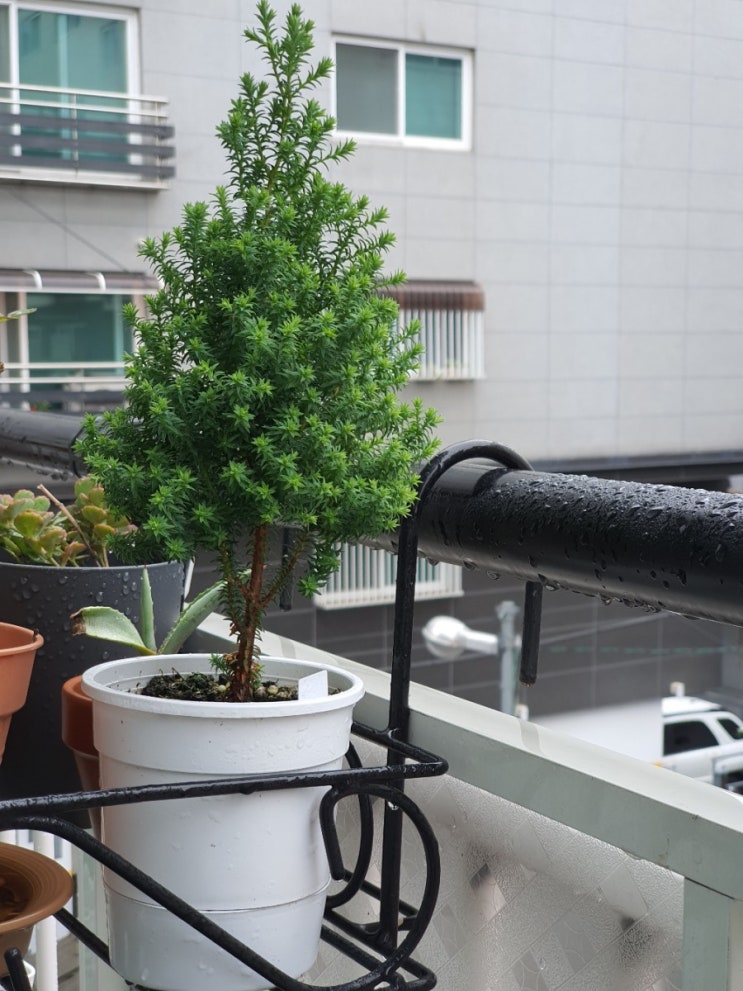  겨울이 되면 보라빛으로 물드는 편백나무 퍼플히더 나무키우기 How to Grow Chamaecyparis thyoides (feat 생명나무농장 카페)