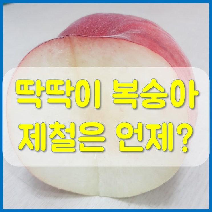 딱딱이 복숭아가 가장 맛있는 제철 시기