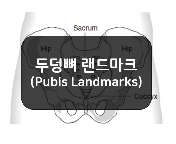  볼기뼈 랜드마크 3부(Innominate, Hip Bone Landmarks) - 두덩뼈(Pubis)